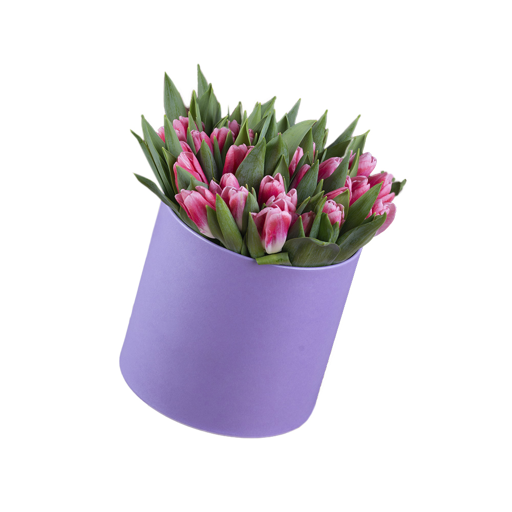 51 Бело-малиновый тюльпан в фиолетовой шляпной коробке