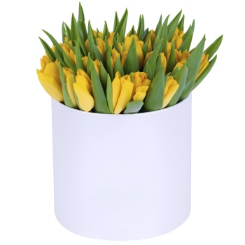 51 желтый тюльпан в белой шляпной коробке