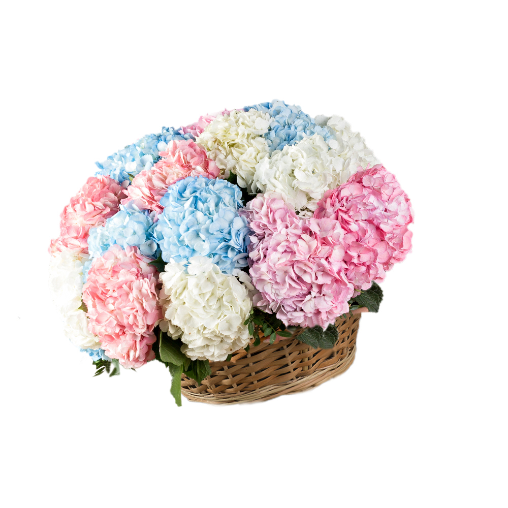 Корзина из 25 разноцветных гортензий