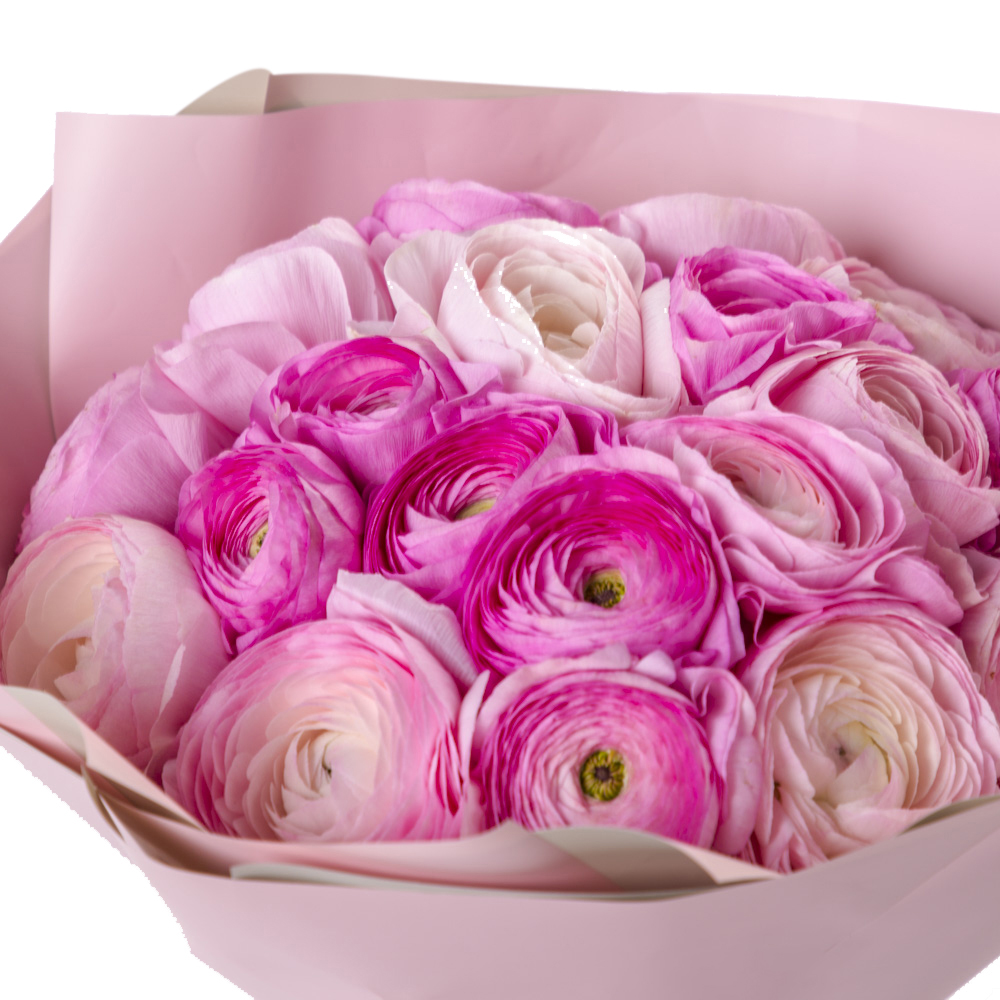 Букет из 21 розового ранункулюса