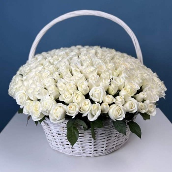 301 белая роза в корзине