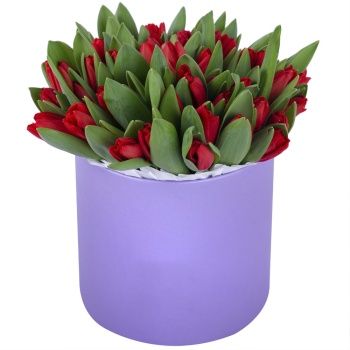 51 красный тюльпан в фиолетовой шляпной коробке
