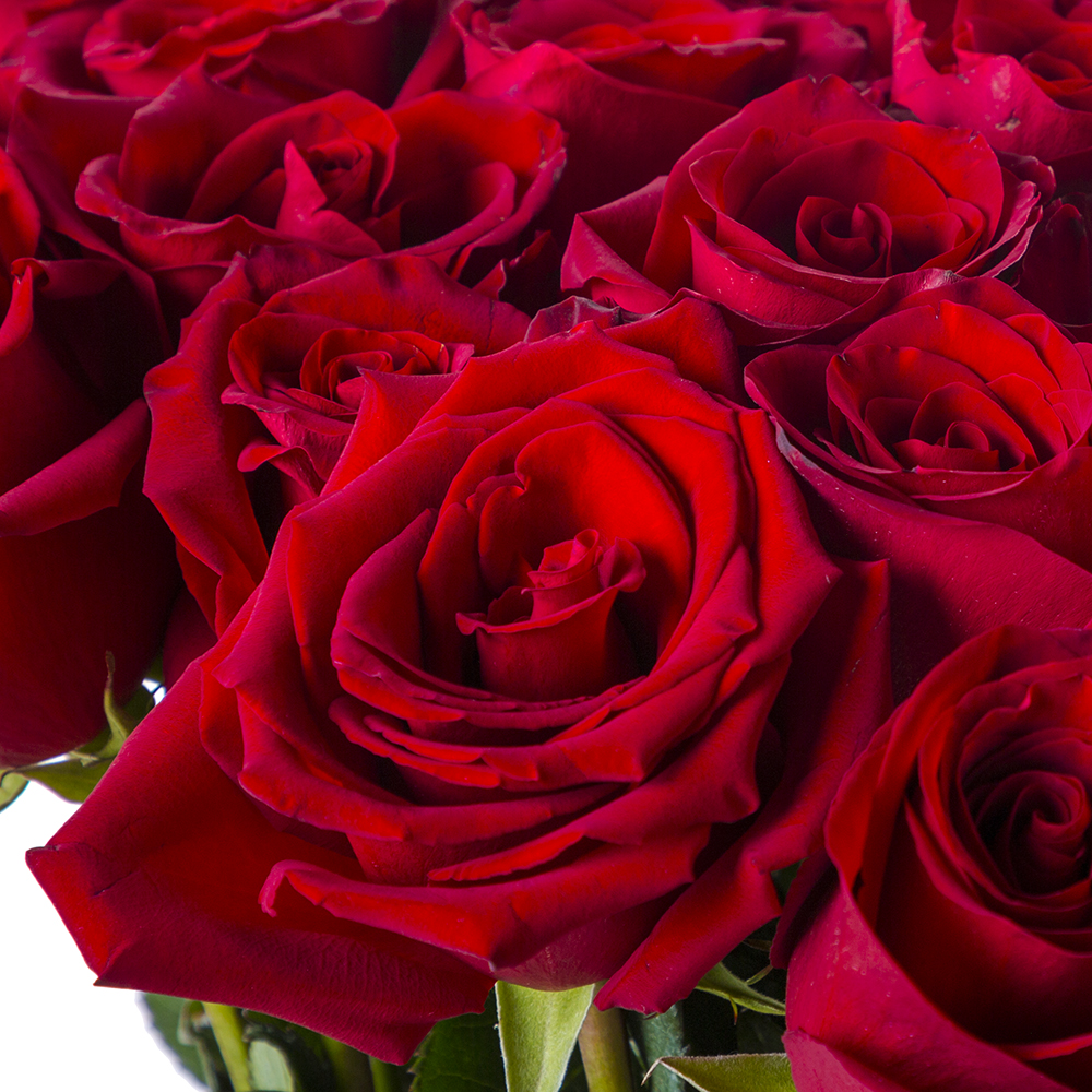 Букет из 25 роз Эквадор 100 см