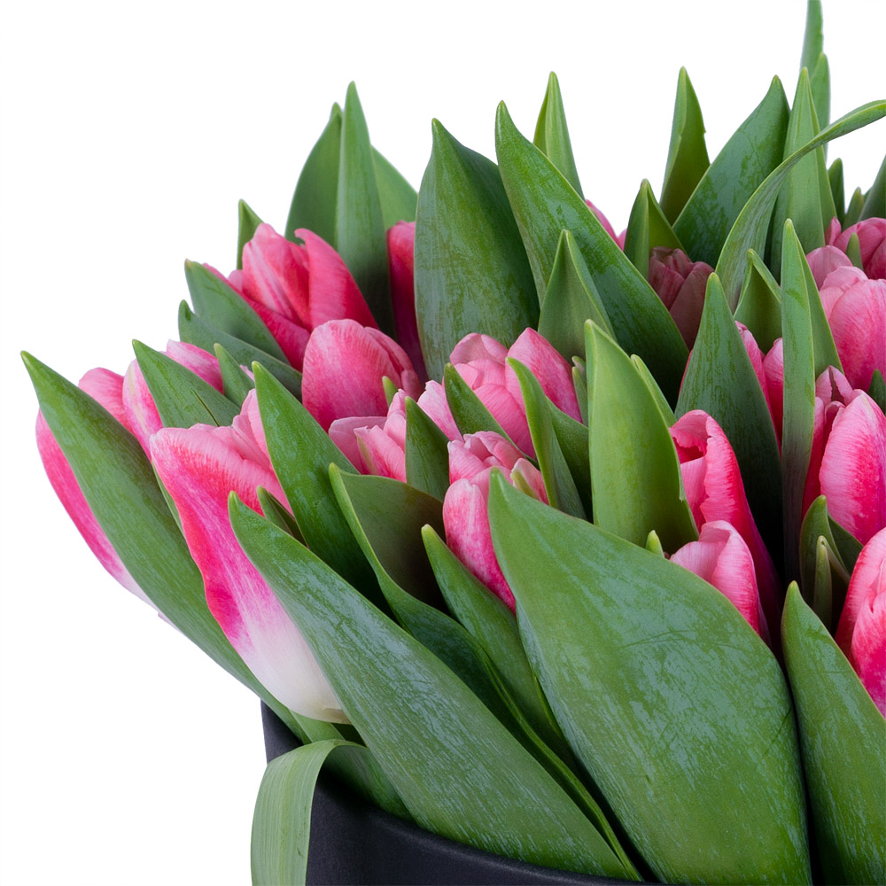 51 Бело-малиновый тюльпан в черной шляпной коробке