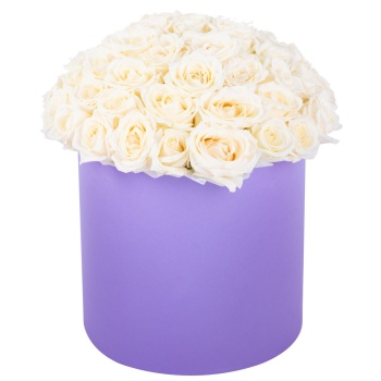 Букет из 51 белой розы premium в фиолетовой шляпной коробке