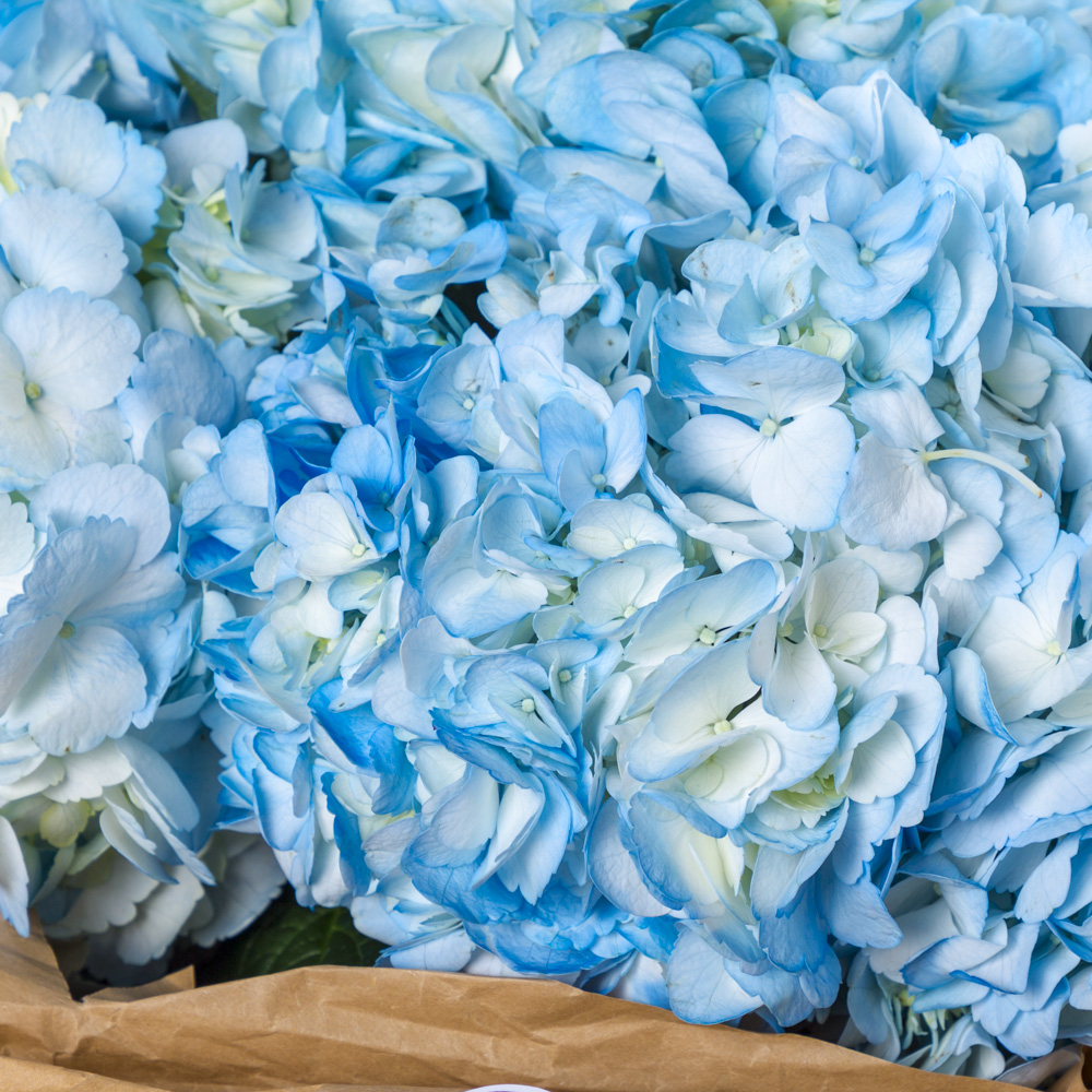 7 голубых гортензий