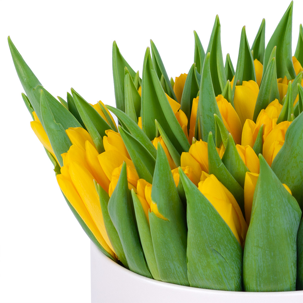 51 желтый тюльпан в кремовой шляпной коробке