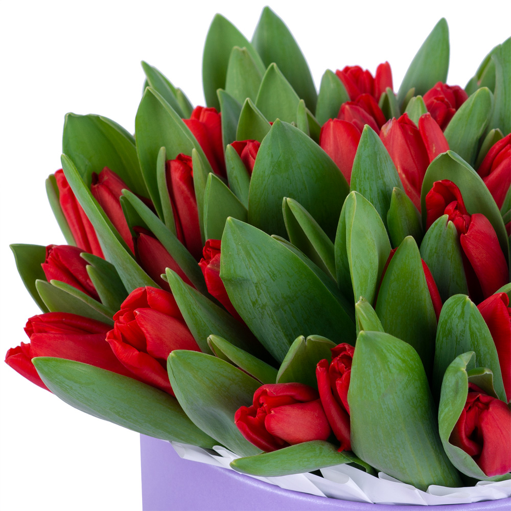 51 красный тюльпан в фиолетовой шляпной коробке