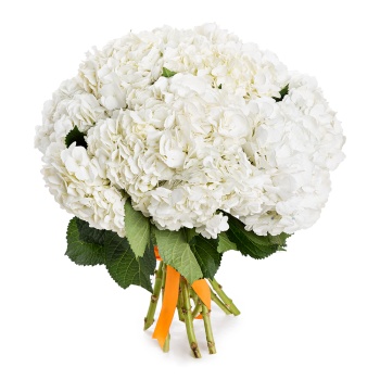 Букет из 11 гортензий