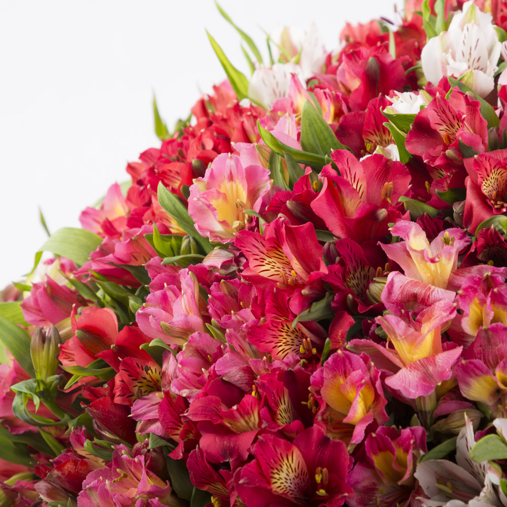 Букет из 101 разноцветной альстромерии