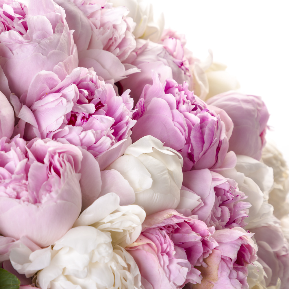 Букет из 101 разноцветного пиона