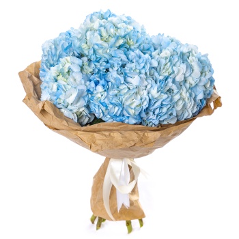 7 голубых гортензий