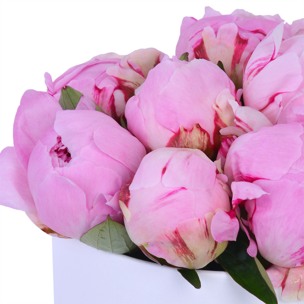 Букет из 11 розовых пионов в белой шляпной коробке
