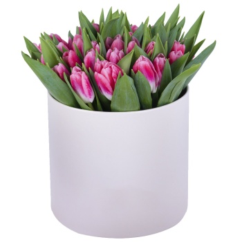 51 Бело-малиновый тюльпан в кремовой шляпной коробке