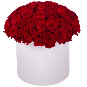 Букет из 51 красной розы premium в кремовой шляпной коробке