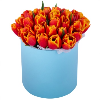 35 огненных тюльпан в голубой шляпной коробке