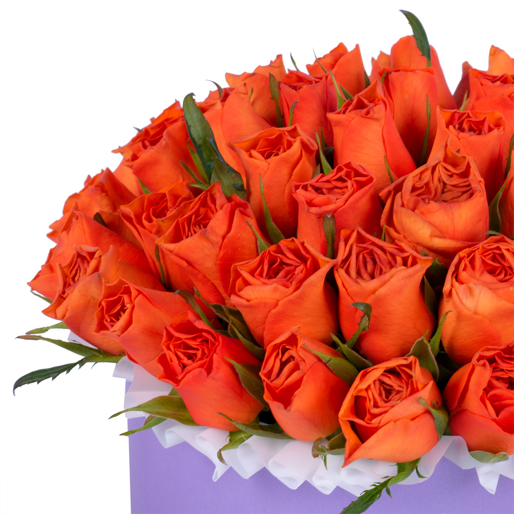 51 оранжевая роза в фиолетовой шляпной коробке