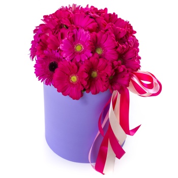 25 малиновых гербер в шляпной коробке