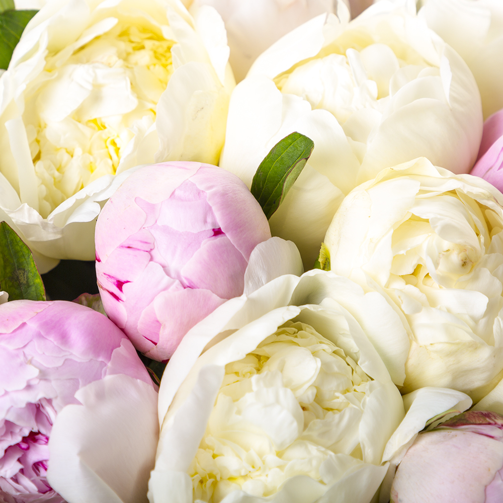 Букет из 21 разноцветного пиона