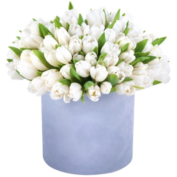51 белый тюльпан в серой бархатной шляпной коробке