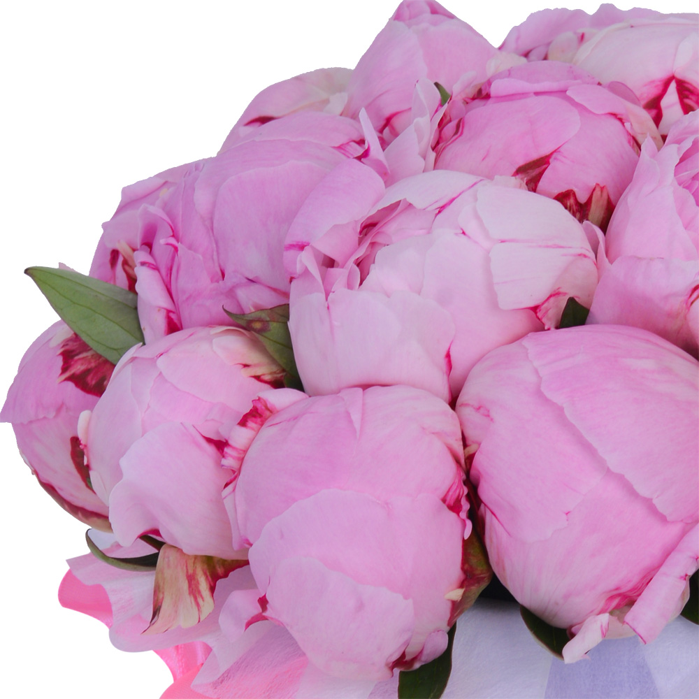 Букет из 21 розового пиона в фиолетовой шляпной коробке