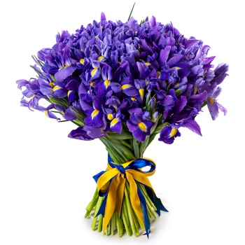 Букет из 101 синего ириса