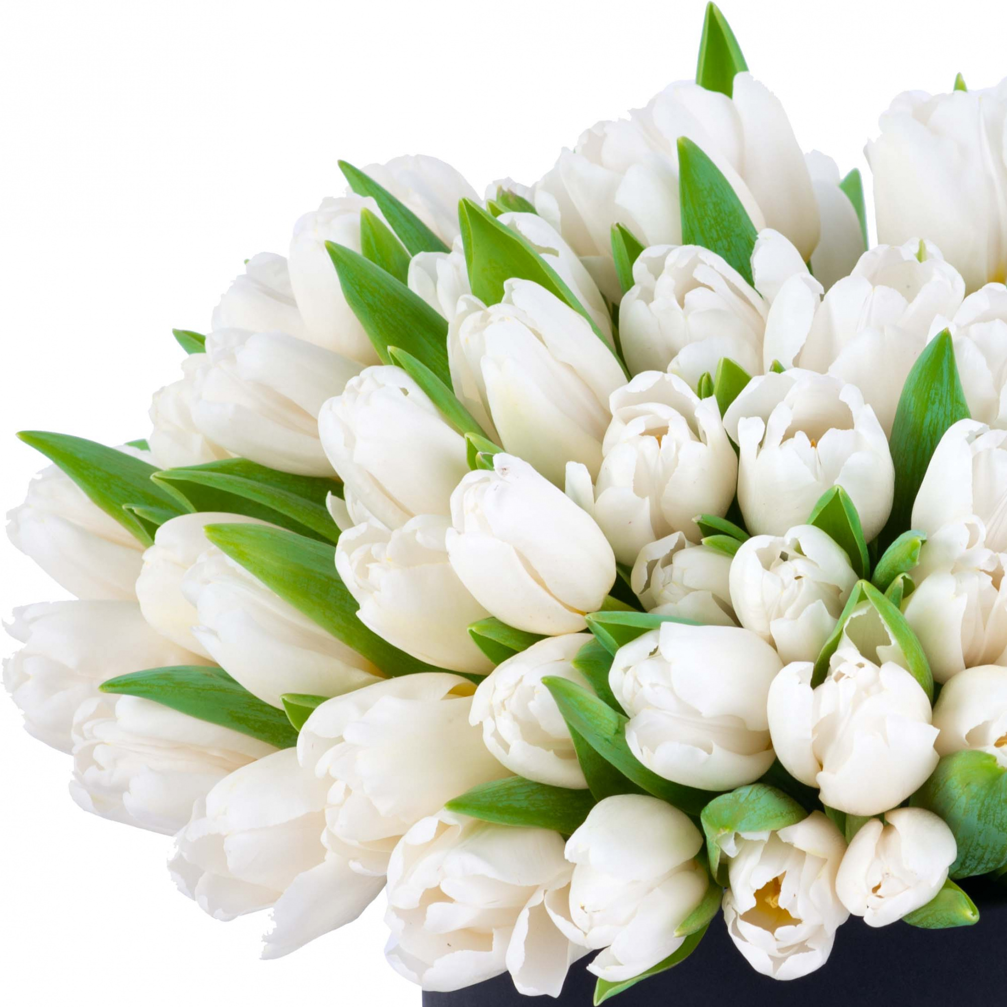 101 белый тюльпан в черной шляпной коробке
